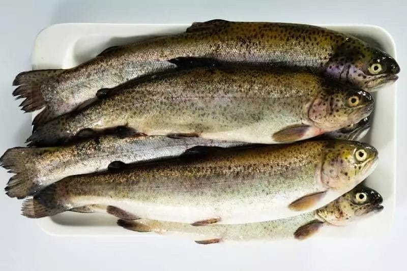 speckled sea trout recipes